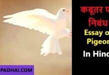 essay on pigeon in hindi