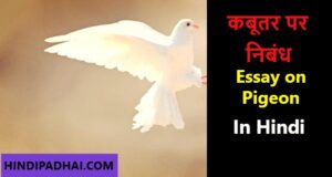essay on pigeon in hindi