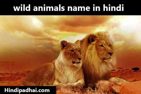 wild animals name in hindi and english - HindiPadhai